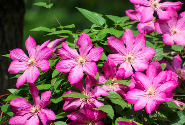 Abilene Early Large-Flowered Clematis