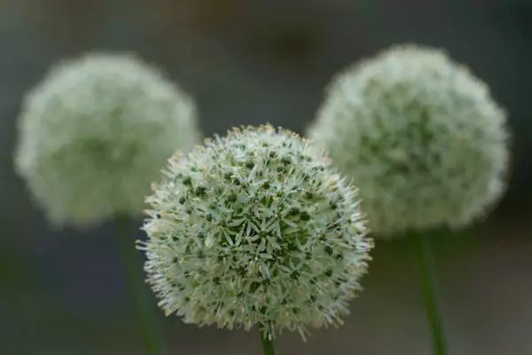 Allium 