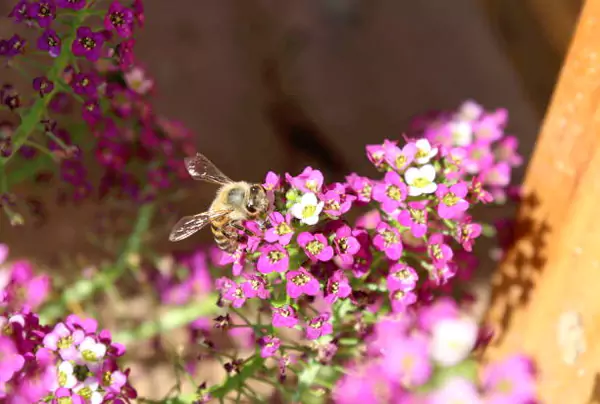 Alyssum