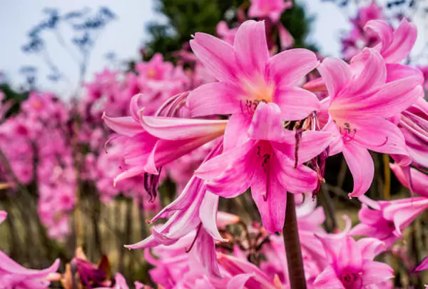 Amaryllis