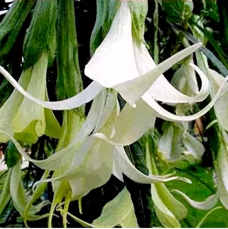 Angels-Trumpet