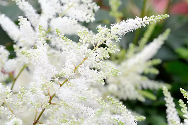 Astilbe