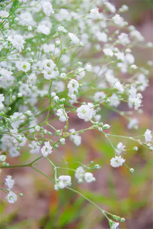 Baby’s Breath