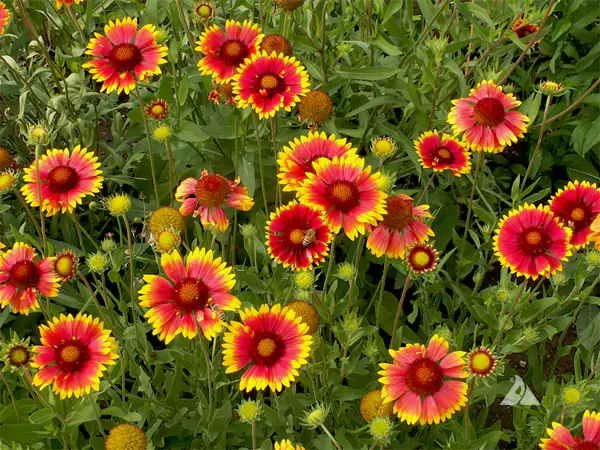 Blanket Flower