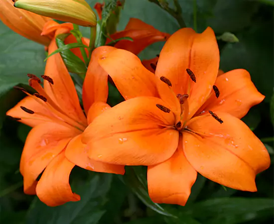 Blaze Orange Asiatic Lily