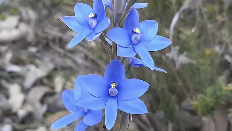 Blue Lady Orchidd