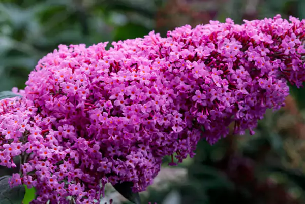 Butterfly Bush Pink Delight