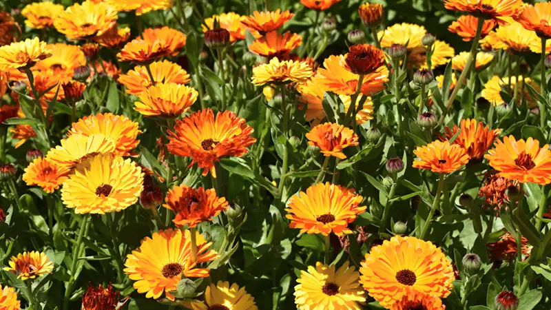 Calendulaa