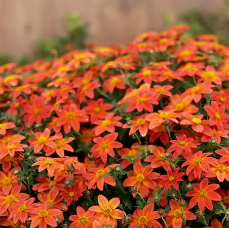 Campfire Flame Bidens Hybrid