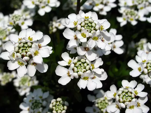 Candytuft