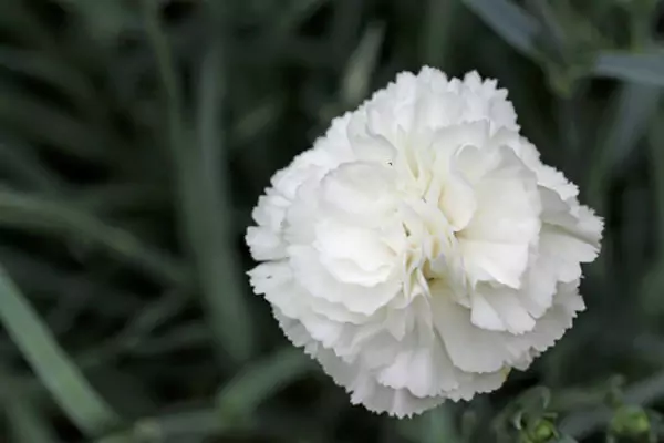 Carnations