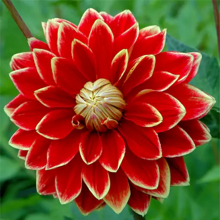 Carnival Dahlia