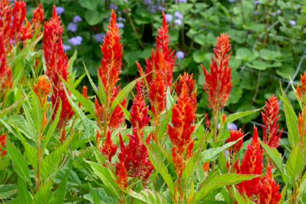 Celosia Flower