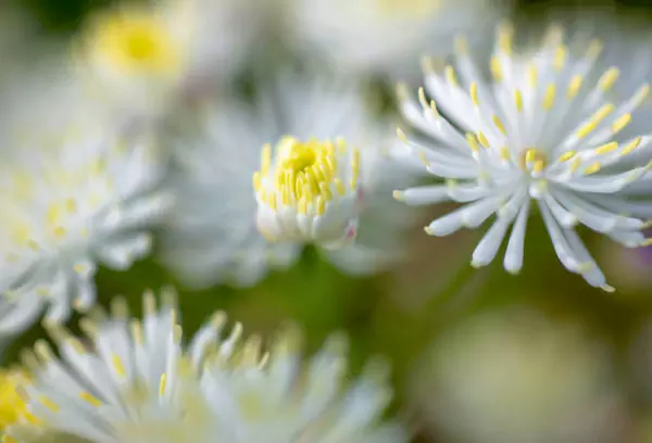 Chinese-Meadow-Rue