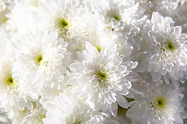 Chrysanthemums