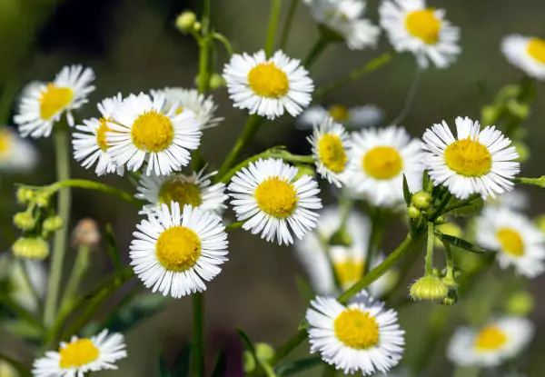 Eastern-Daisy-Fleabane