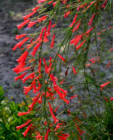 Firecracker Plant