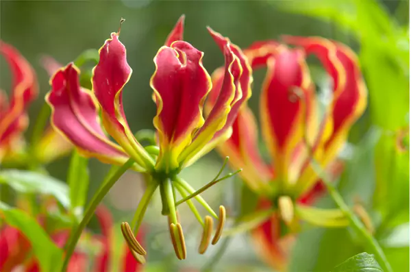 Flame Lily