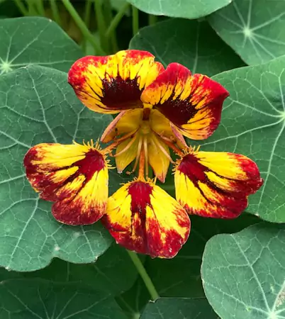 Flame Nasturtium