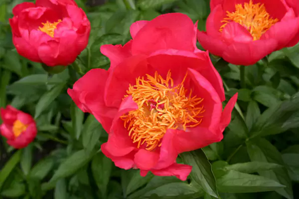 Flame Peony