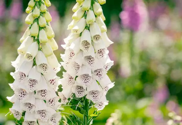 Foxgloves