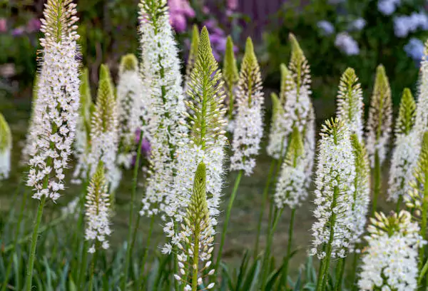 Foxtail-Lillies