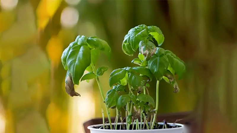 Fungus Gnats in Houseplants