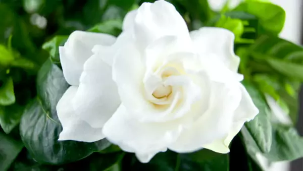 Gardenia