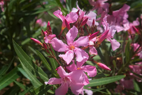 Gaura