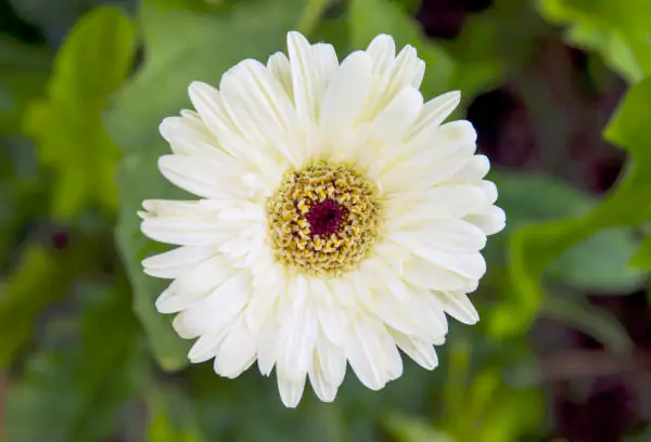 Gerbera Daisy