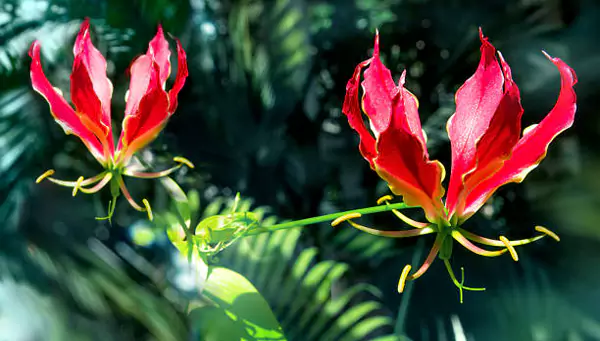 Gloriosa Lily