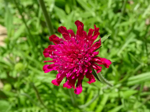 Knautia