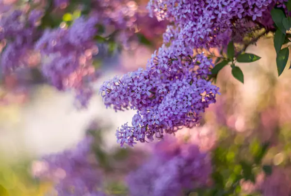 Lilac Bush