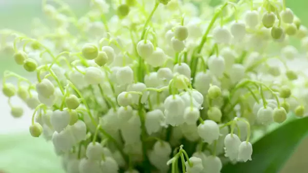 Lily of the Valley