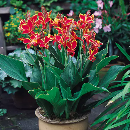 Lucifer Canna Lily