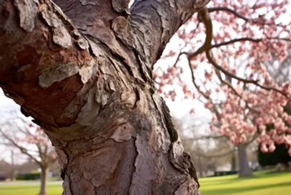 Magnolia bark