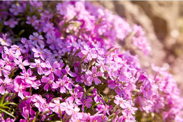 Moss Phlox ‘Pink’