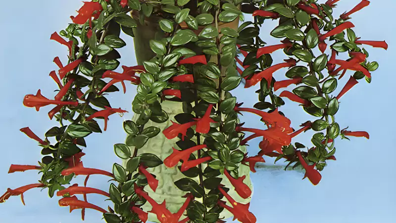 Goldfish Plant - Methods to Grow & Take Care (All Tips)