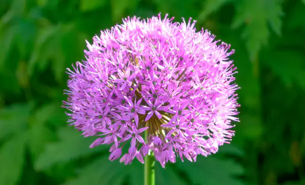 Ornamental Allium