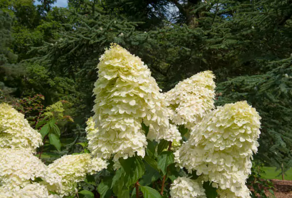 Panicle-Hydrangea