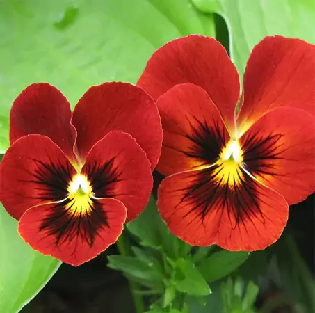 Pansy Swiss Giant Flame Flowers