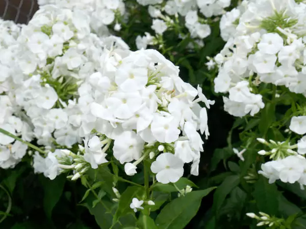 Phlox