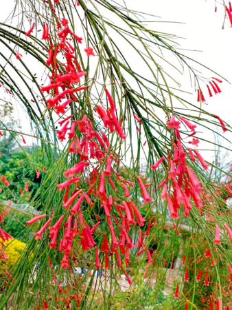 Pink Firecracker Flower