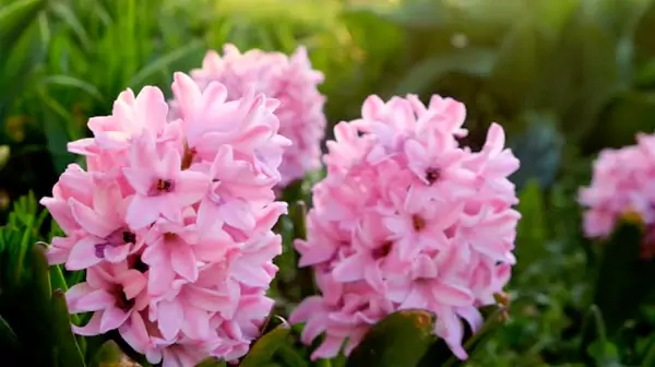 Pink Hyacinth 