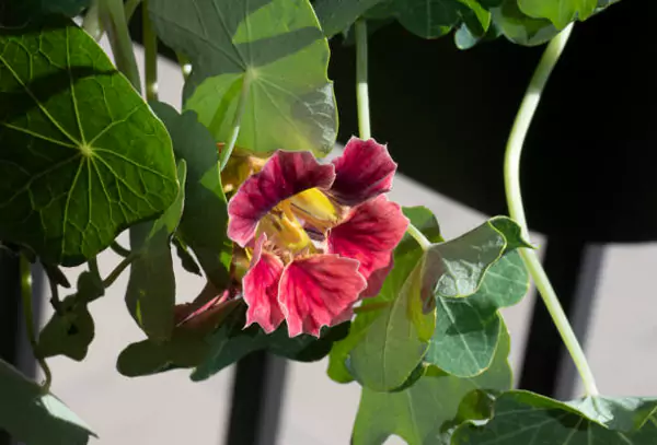 Pink Nasturtium