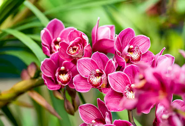 Pink Orchids