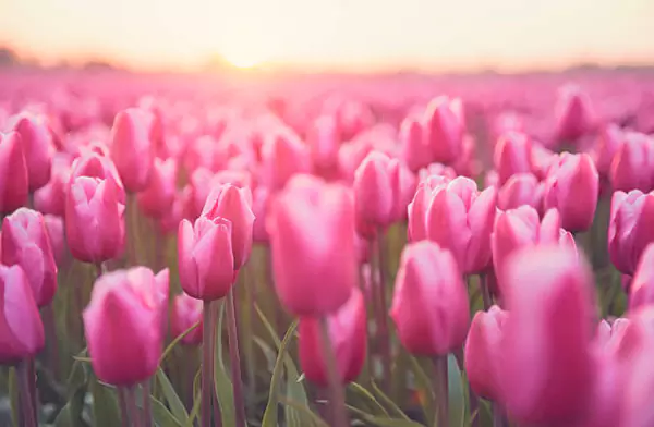 Pink Tulips