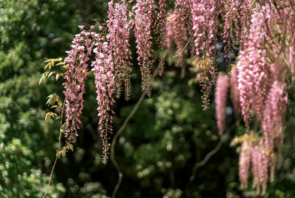 Pink Wisteria