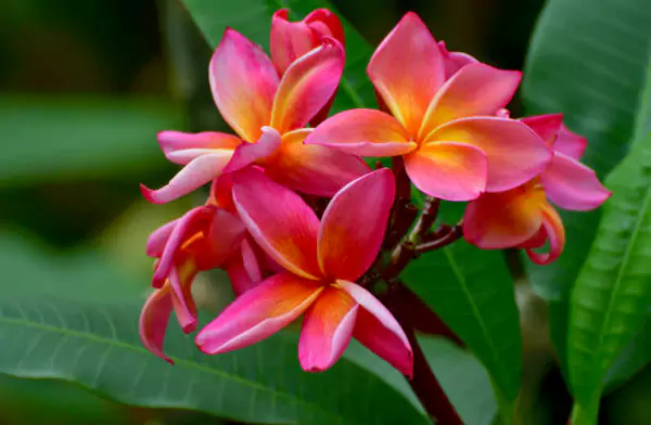 Plumeria