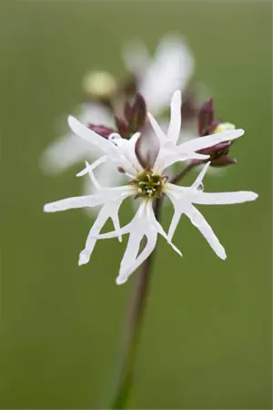 Ragged-Robin